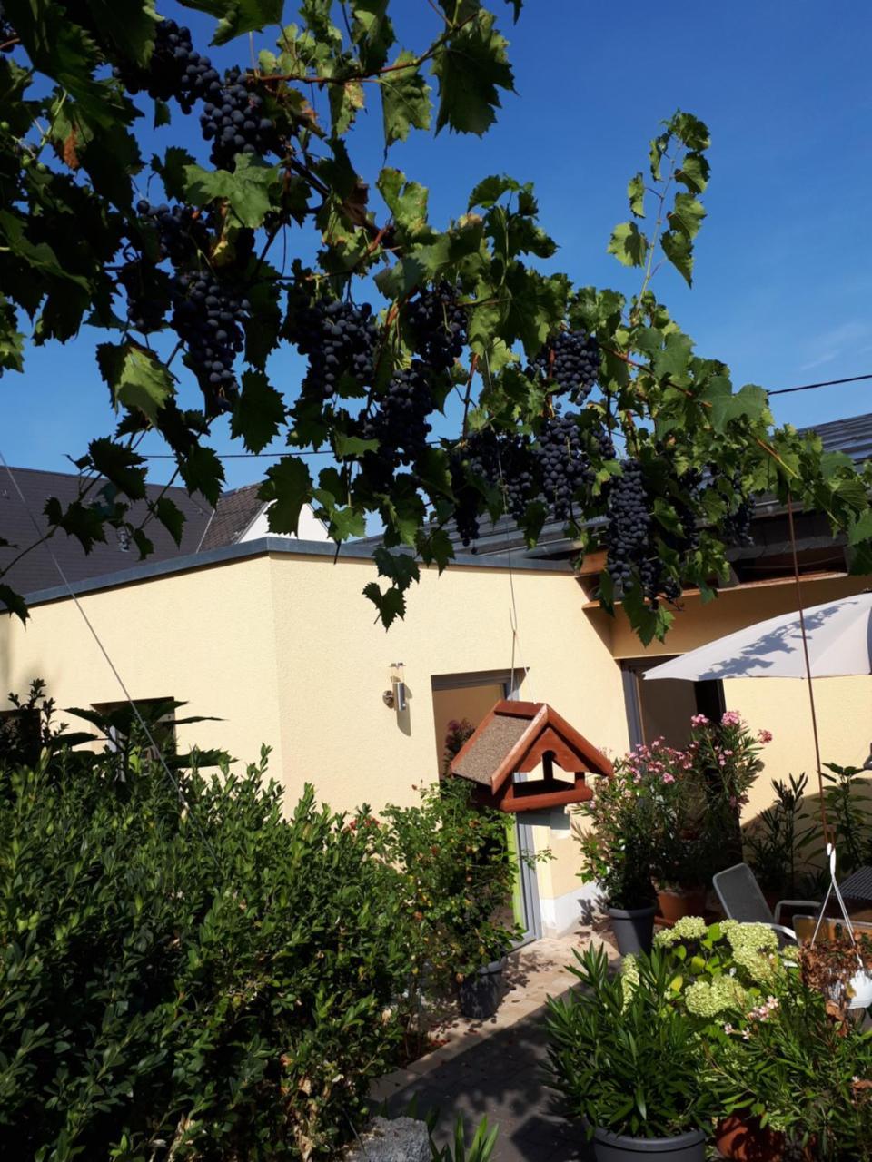 Gaestehaus Jufferpanorama Brauneberg Kültér fotó