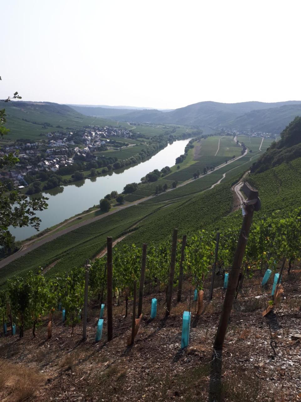 Gaestehaus Jufferpanorama Brauneberg Kültér fotó